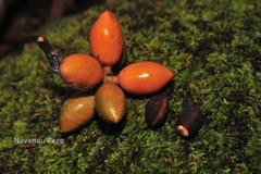 Goniothalamus cardiopetalus